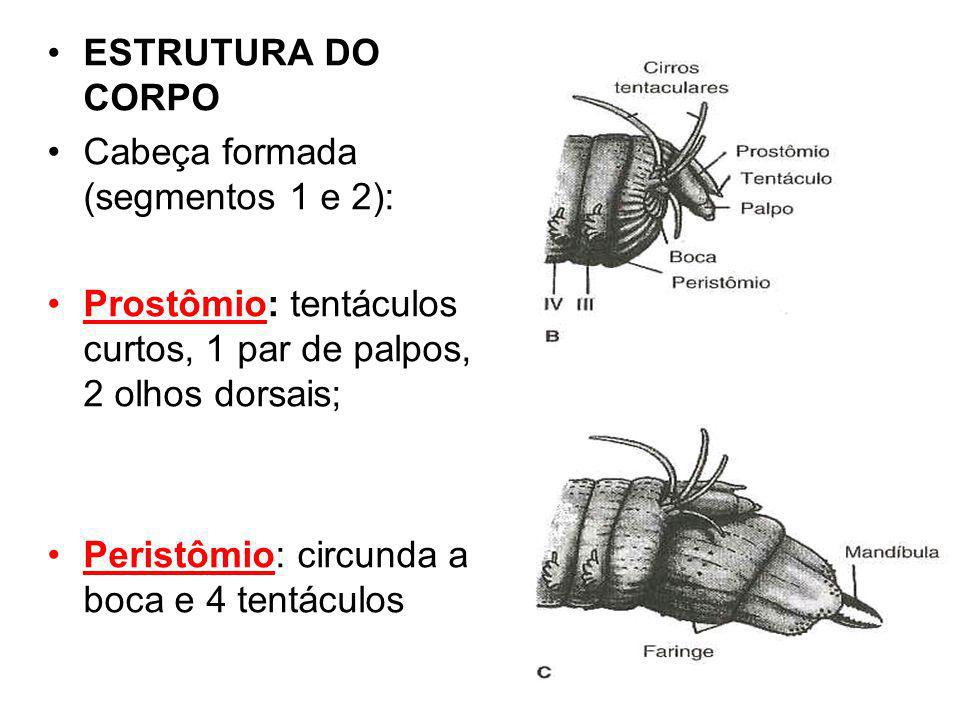 ESTRUTURA DO CORPO Cabeça formada (segmentos 1 e 2): Prostômio: tentáculos curtos, 1 par de palpos, 2 olhos dorsais;