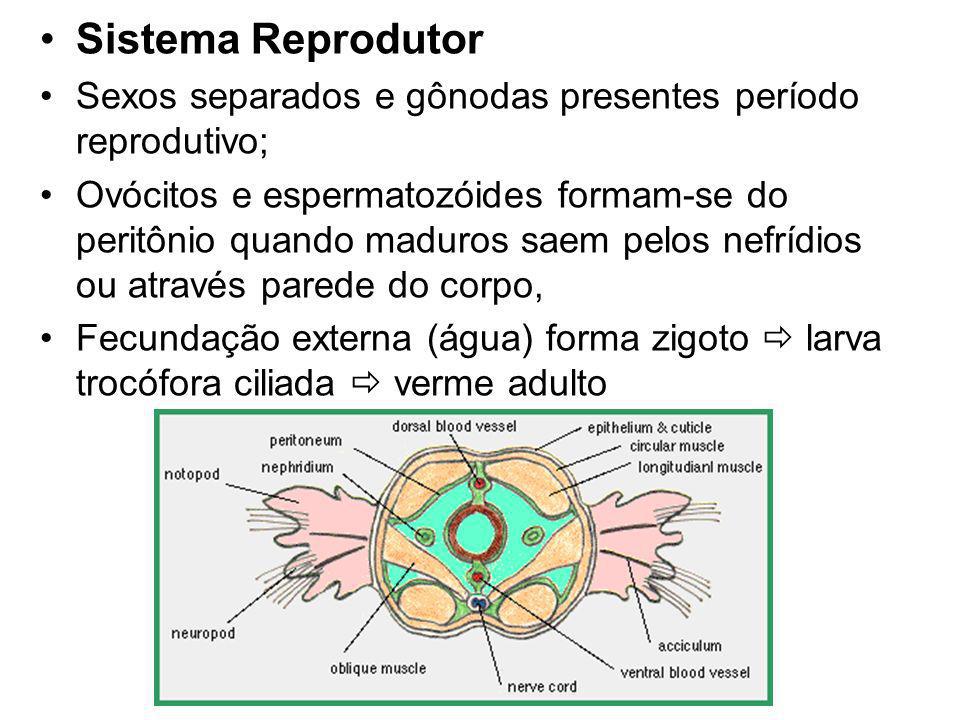 Sistema Reprodutor Sexos separados e gônodas presentes período reprodutivo;