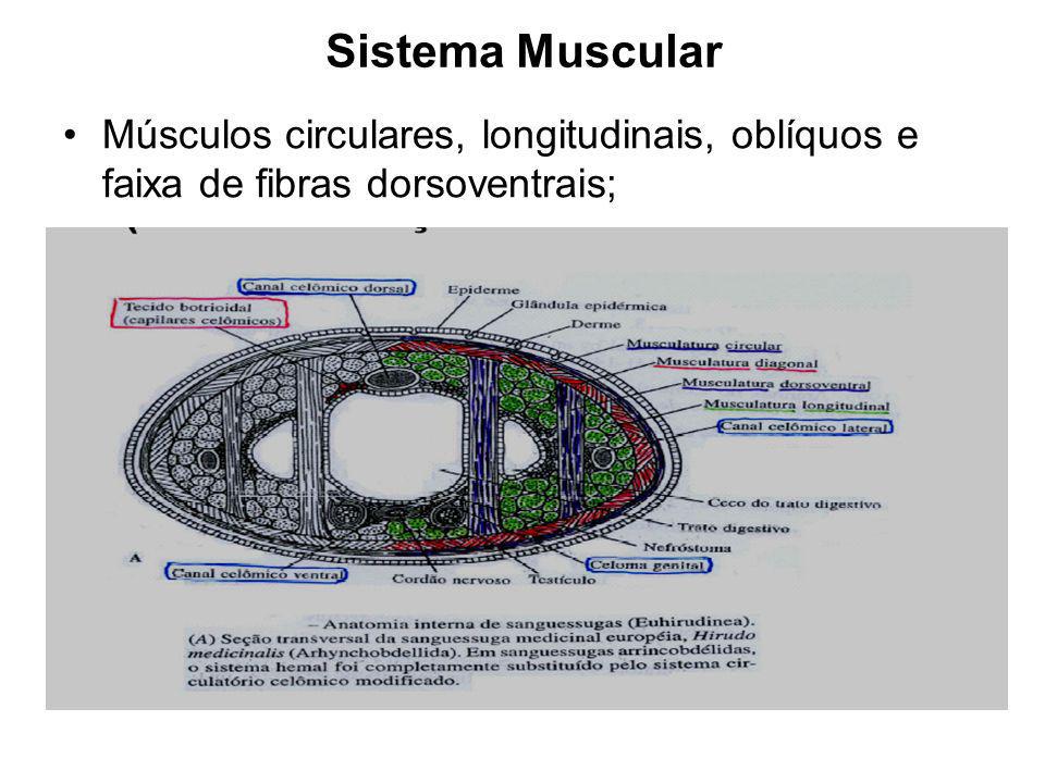 Sistema Muscular Músculos circulares, longitudinais, oblíquos e faixa de fibras dorsoventrais;