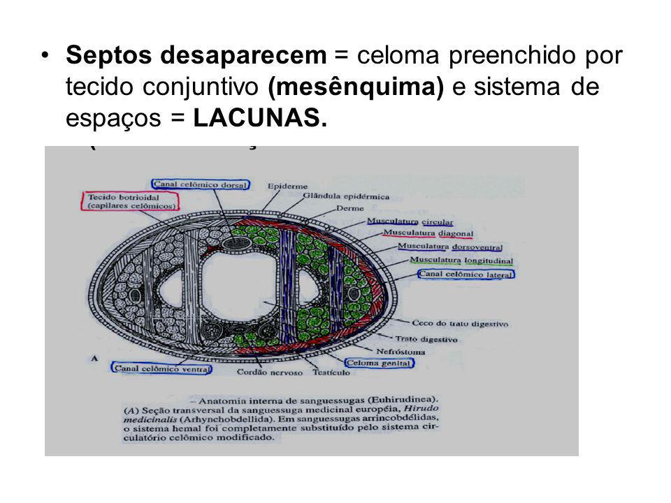 Septos desaparecem = celoma preenchido por tecido conjuntivo (mesênquima) e sistema de espaços = LACUNAS.