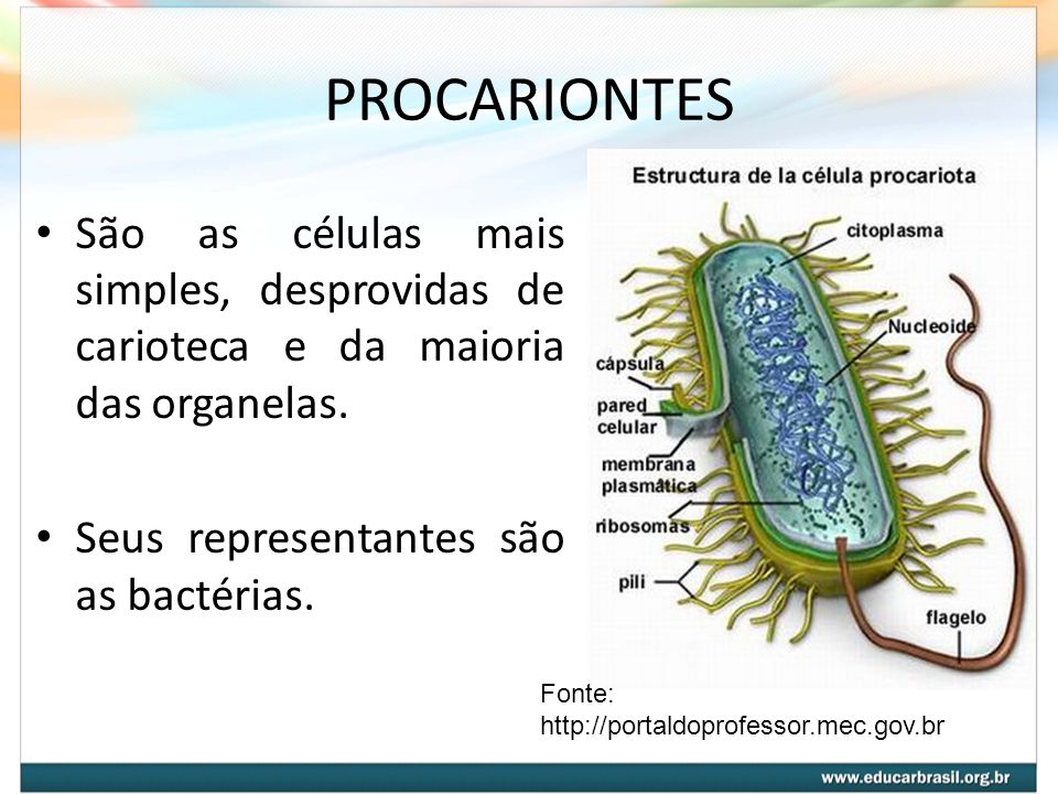 PROCARIONTES São as células mais simples, desprovidas de carioteca e da maioria das organelas. Seus representantes são as bactérias.