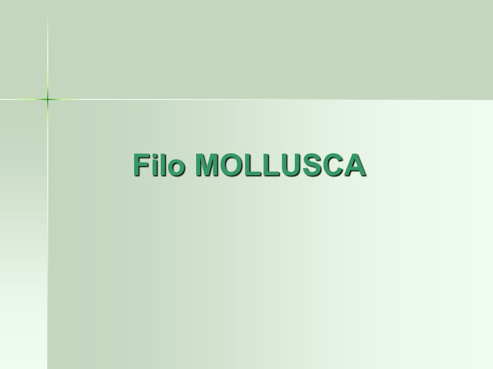 Filo MOLLUSCA