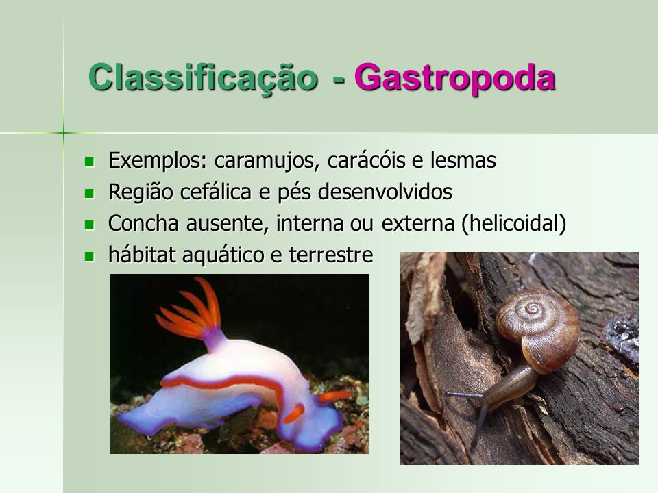 Classificação - Gastropoda