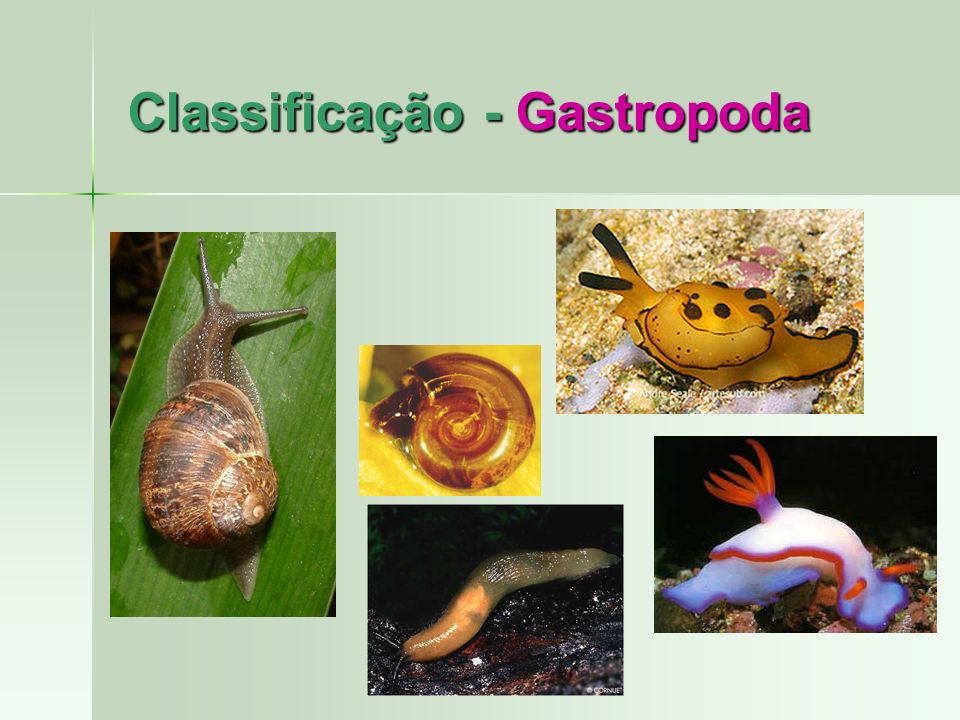 Classificação - Gastropoda