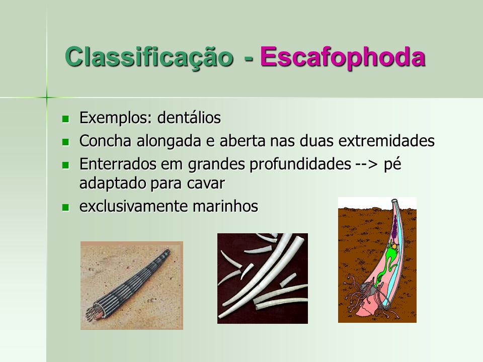 Classificação - Escafophoda