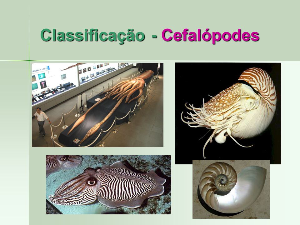 Classificação - Cefalópodes