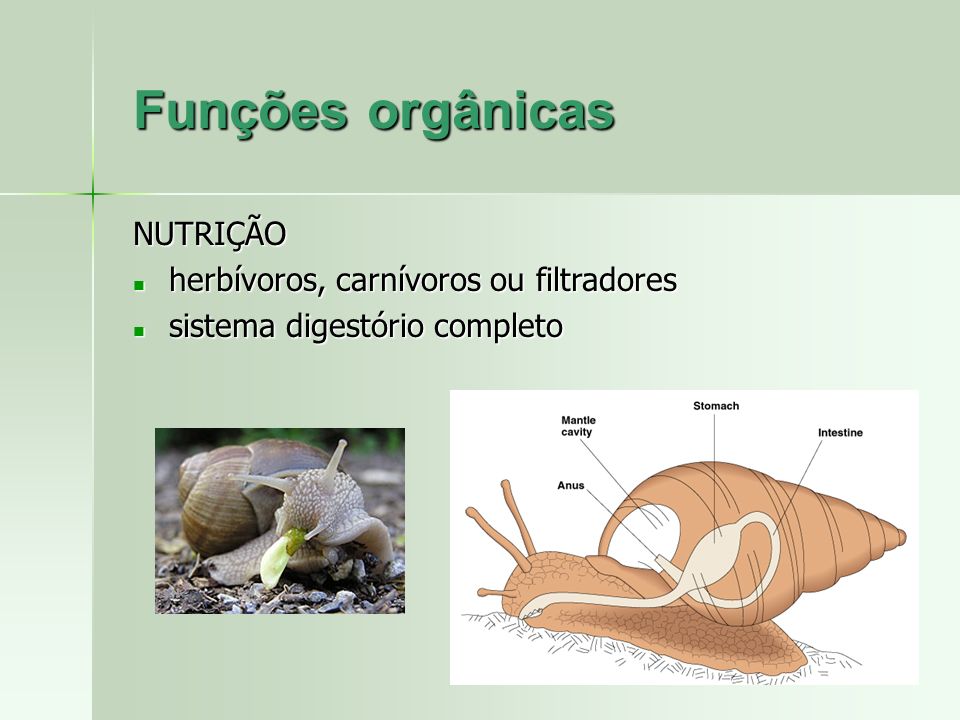 Funções orgânicas NUTRIÇÃO herbívoros, carnívoros ou filtradores