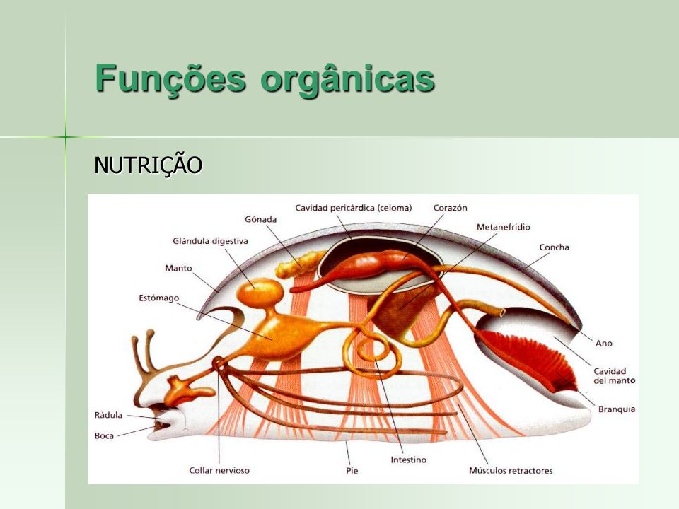 Funções orgânicas NUTRIÇÃO