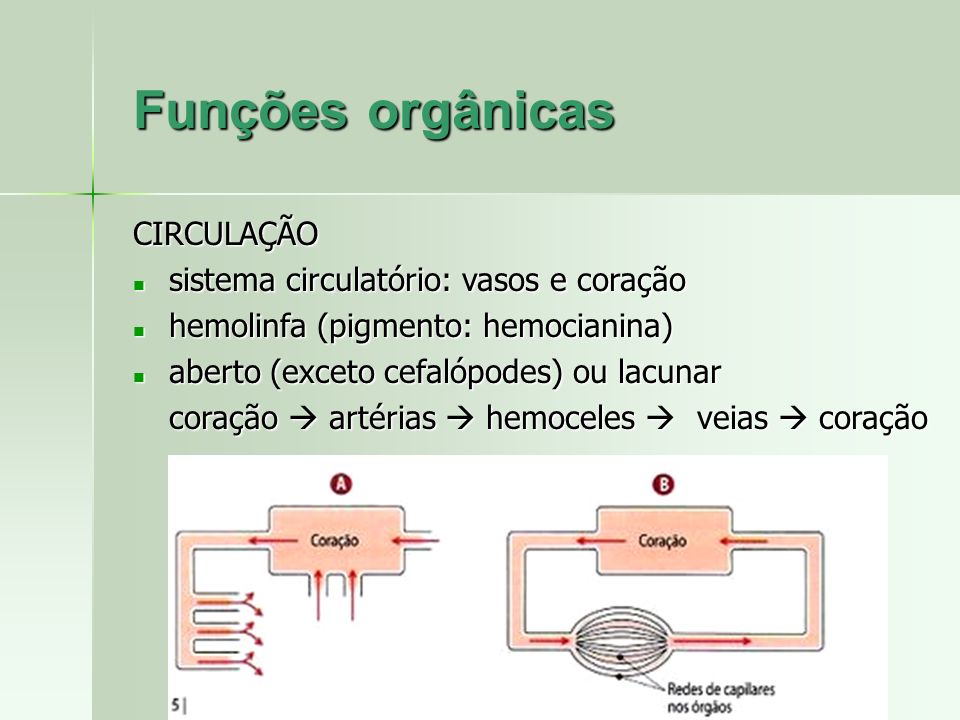 Funções orgânicas CIRCULAÇÃO sistema circulatório: vasos e coração