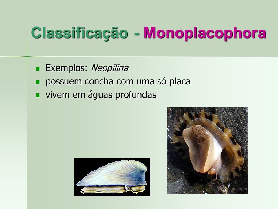 Classificação - Monoplacophora