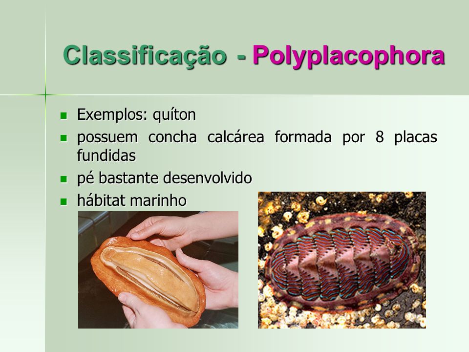 Classificação - Polyplacophora