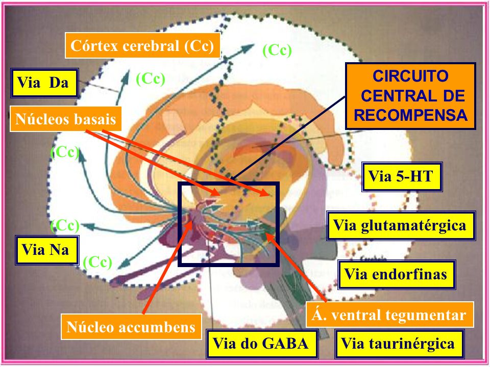 Córtex cerebral (Cc) (Cc) (Cc) CIRCUITO. CENTRAL DE. RECOMPENSA. Via Da. Núcleos basais. (Cc)