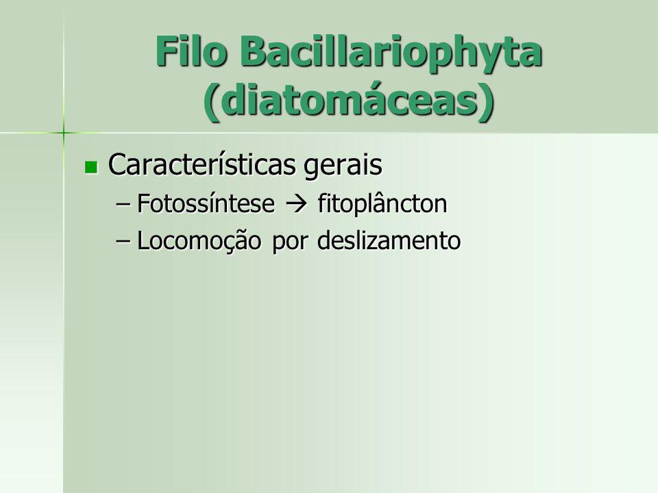Filo Bacillariophyta (diatomáceas)