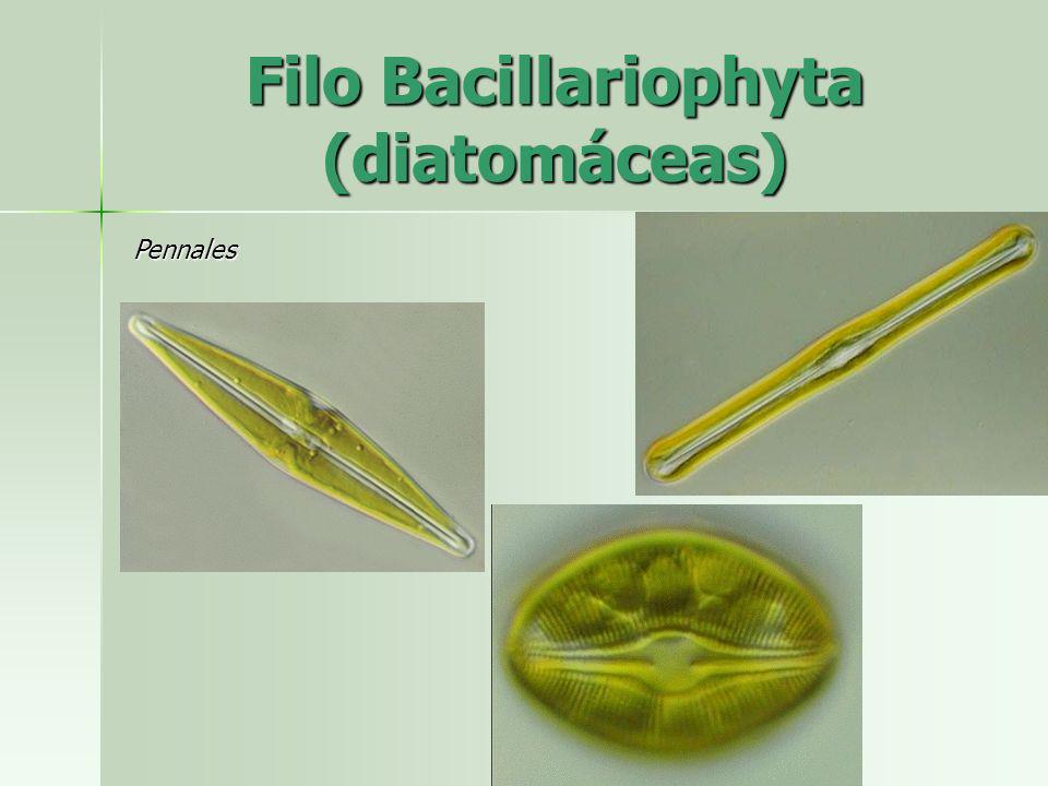 Filo Bacillariophyta (diatomáceas)