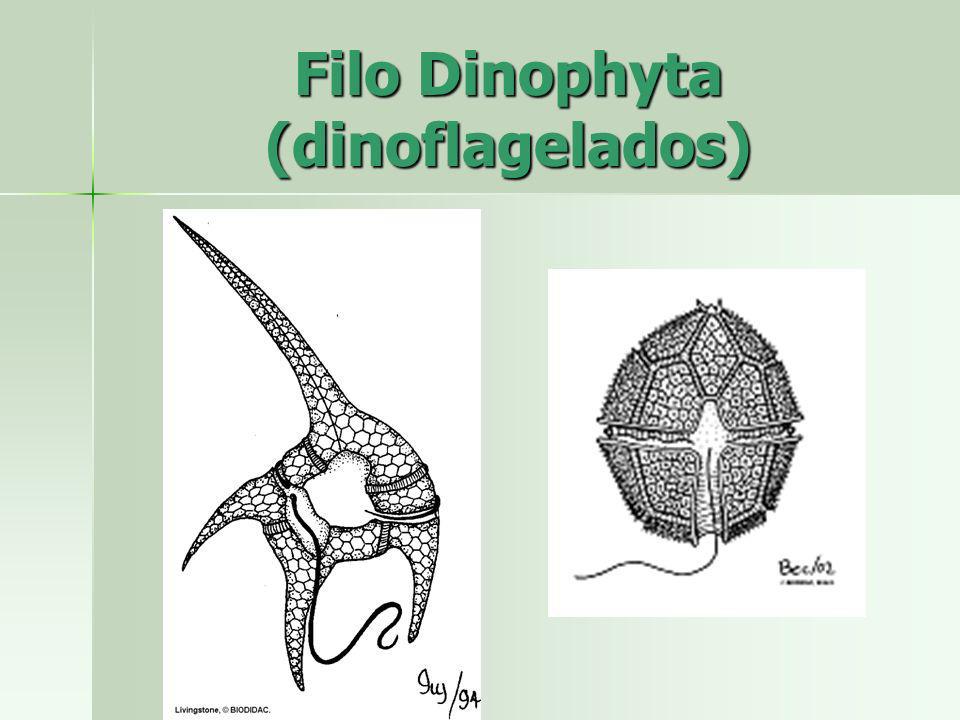 Filo Dinophyta (dinoflagelados)