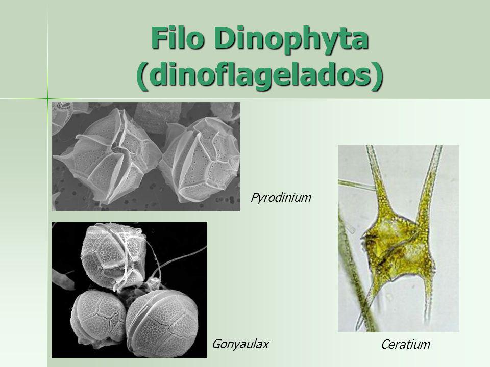 Filo Dinophyta (dinoflagelados)