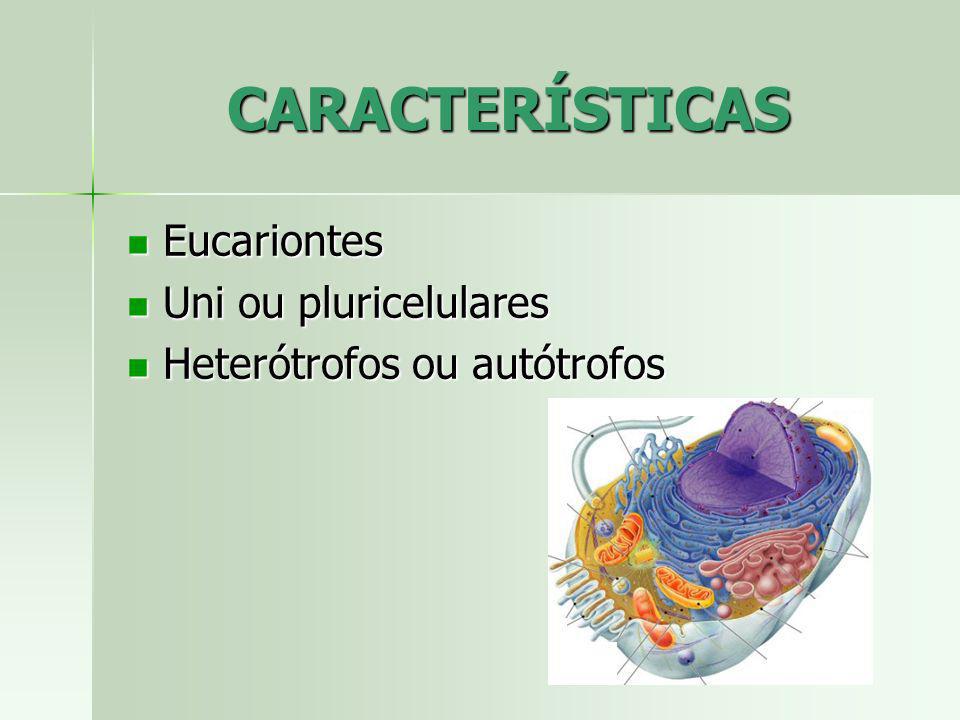 CARACTERÍSTICAS Eucariontes Uni ou pluricelulares