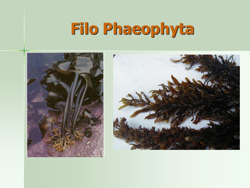 Filo Phaeophyta