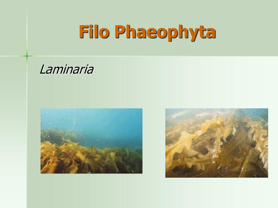 Filo Phaeophyta Laminaria