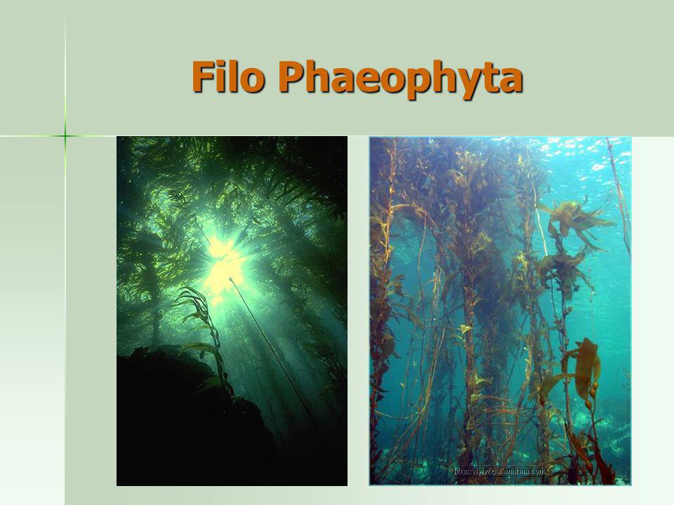 Filo Phaeophyta