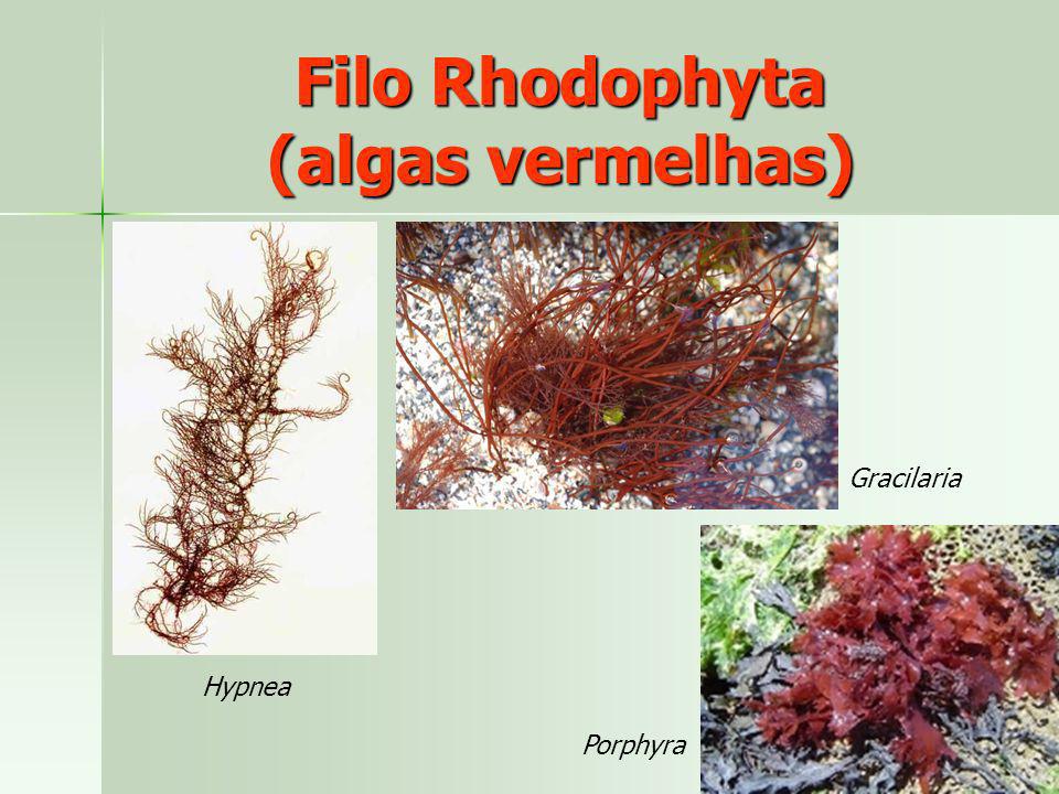Filo Rhodophyta (algas vermelhas)