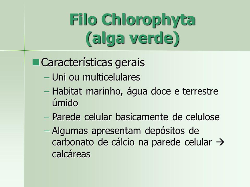 Filo Chlorophyta (alga verde)