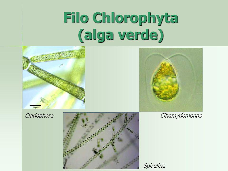 Filo Chlorophyta (alga verde)