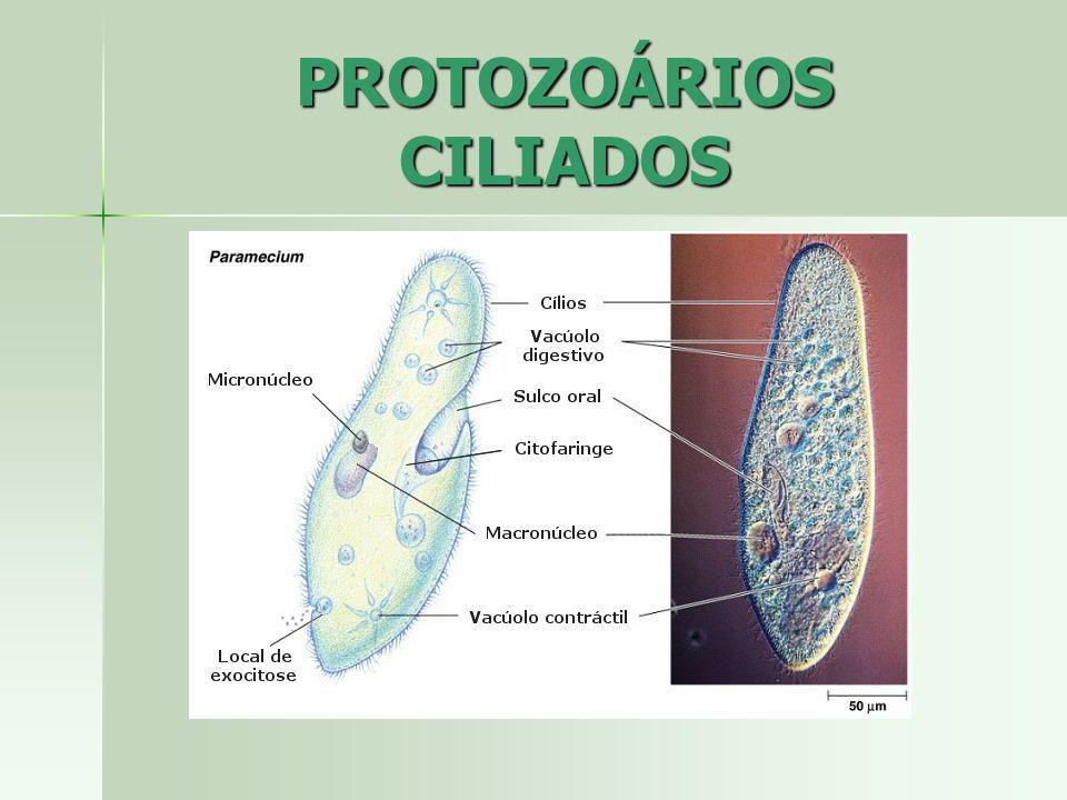 PROTOZOÁRIOS CILIADOS