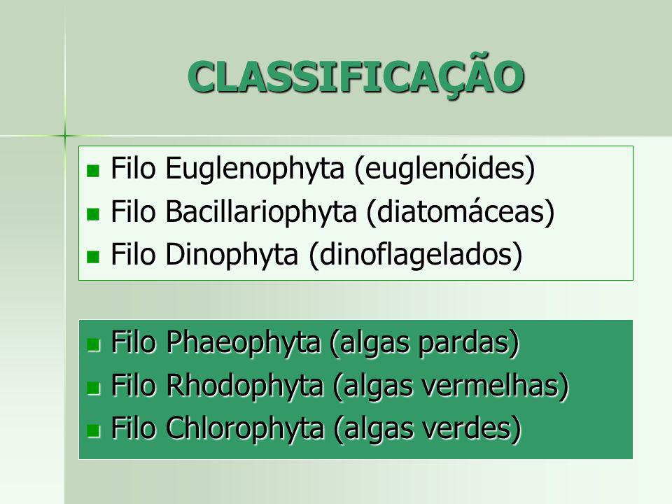 CLASSIFICAÇÃO Filo Euglenophyta (euglenóides)