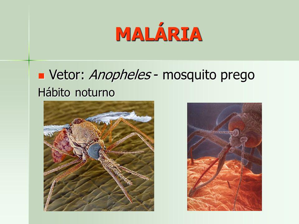 MALÁRIA Vetor: Anopheles - mosquito prego Hábito noturno