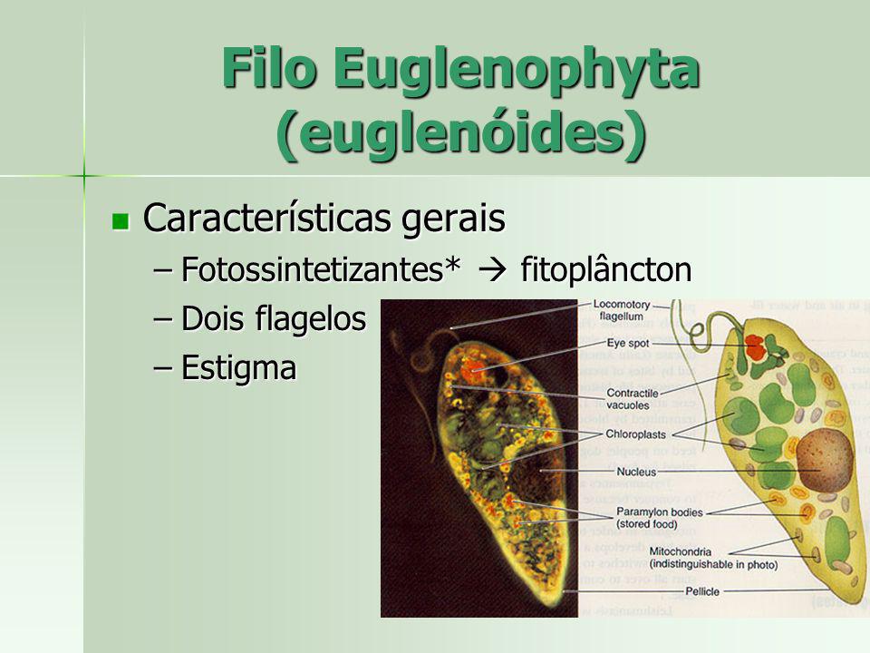 Filo Euglenophyta (euglenóides)