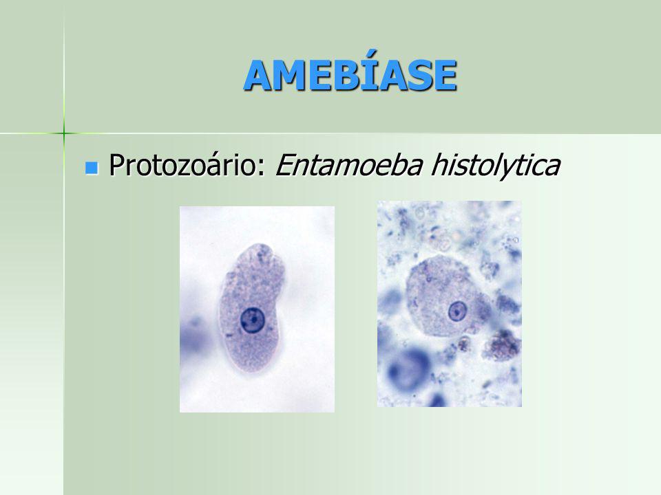 AMEBÍASE Protozoário: Entamoeba histolytica