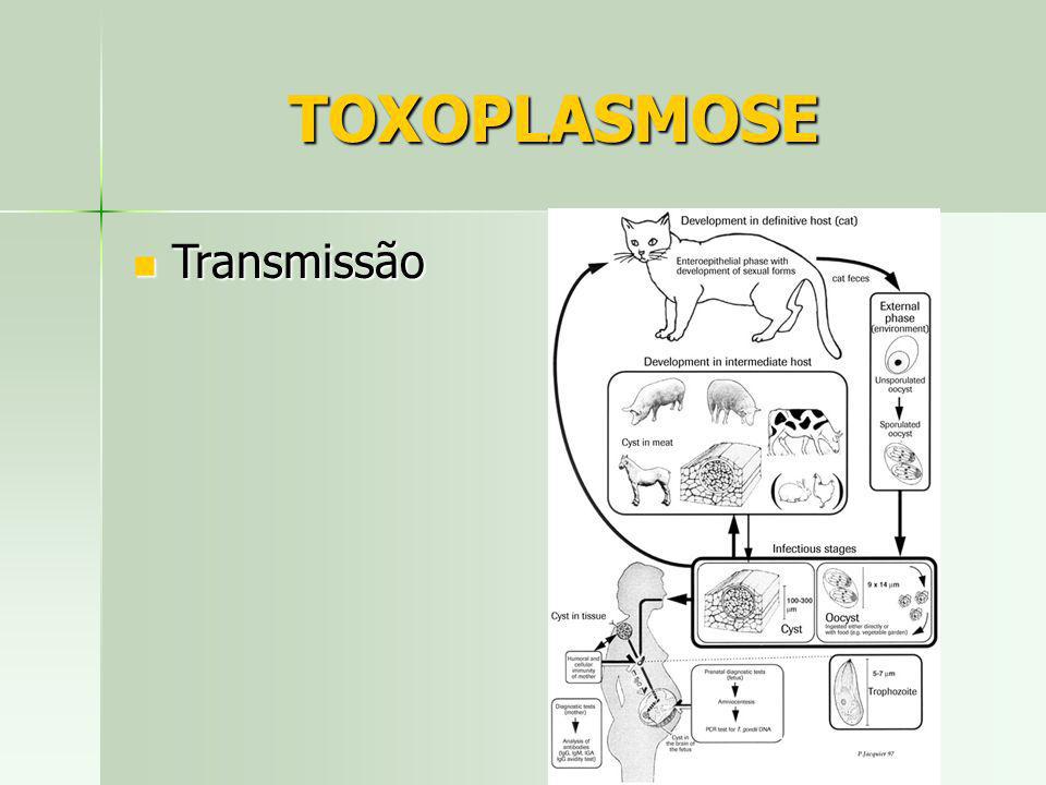 TOXOPLASMOSE Transmissão
