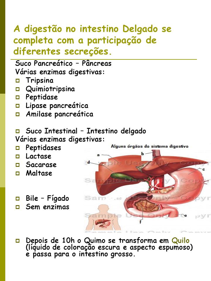 A digestão no intestino Delgado se completa com a participação de diferentes secreções.