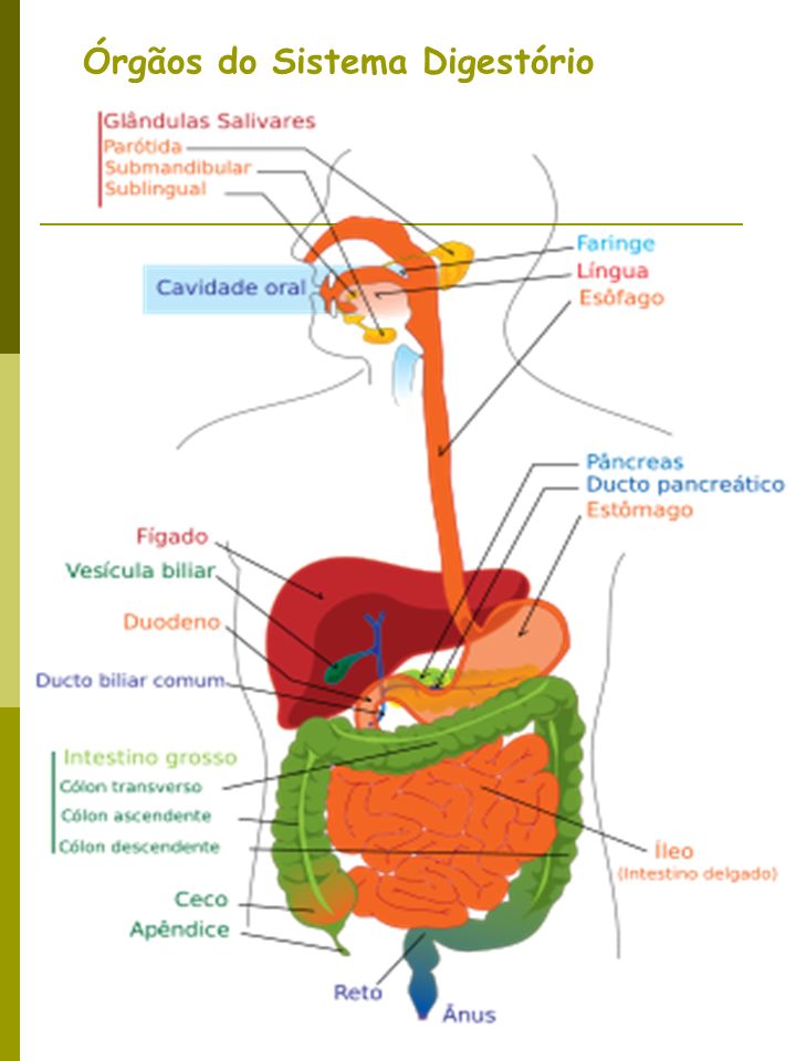 Órgãos do Sistema Digestório