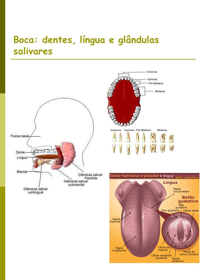 Boca: dentes, língua e glândulas salivares