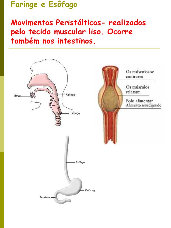 Faringe e Esôfago Movimentos Peristálticos- realizados pelo tecido muscular liso.