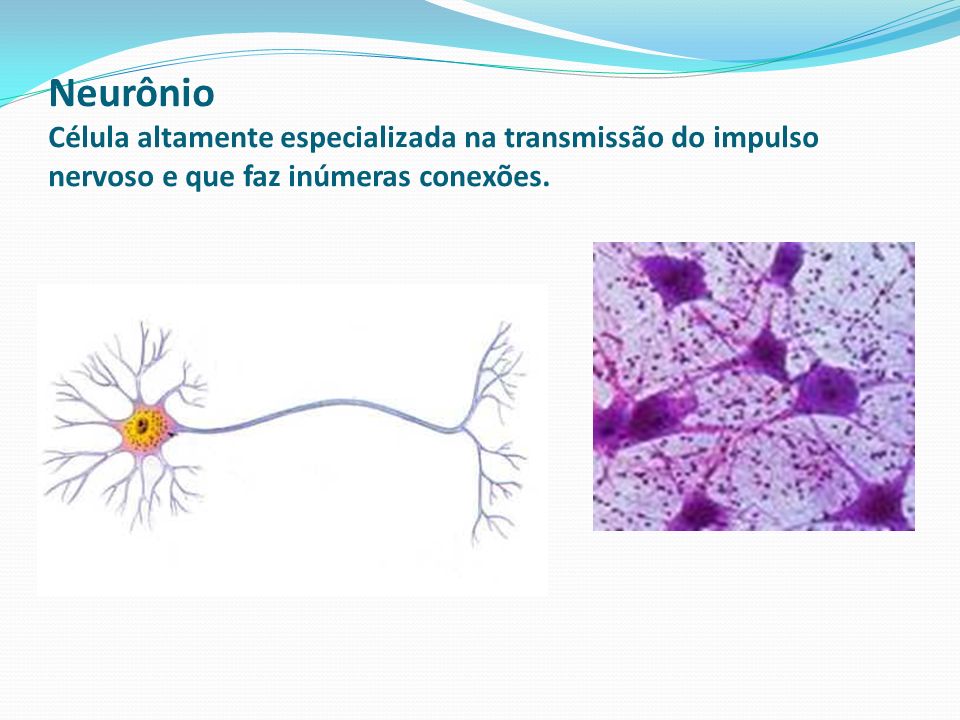 Neurônio Célula altamente especializada na transmissão do impulso nervoso e que faz inúmeras conexões.