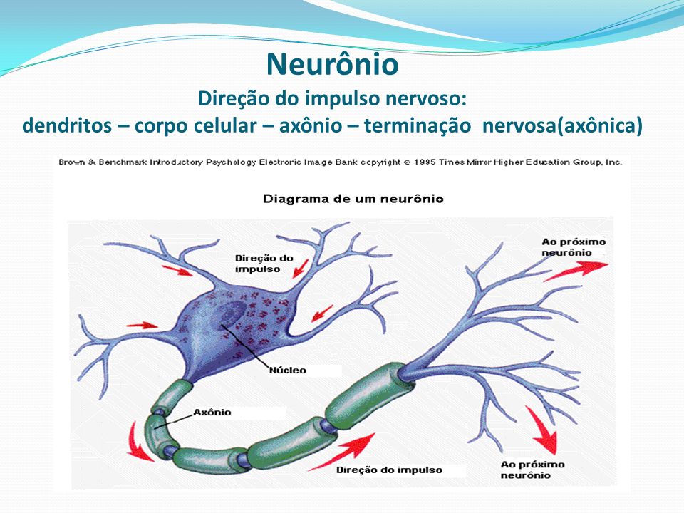 Neurônio Direção do impulso nervoso: dendritos – corpo celular – axônio – terminação nervosa(axônica)