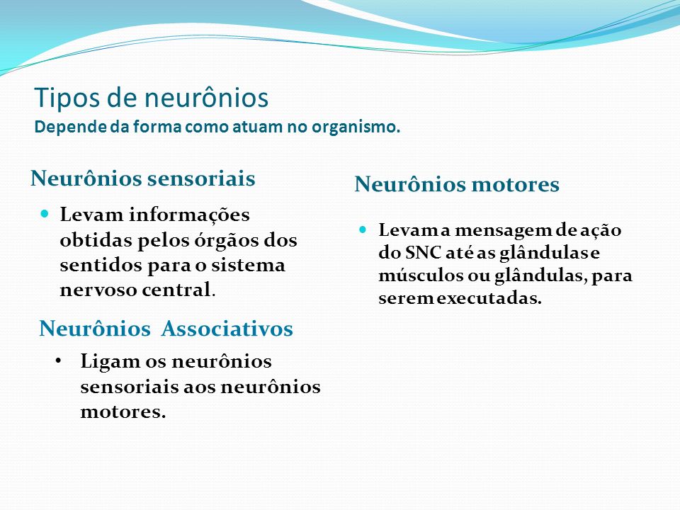 Tipos de neurônios Depende da forma como atuam no organismo.