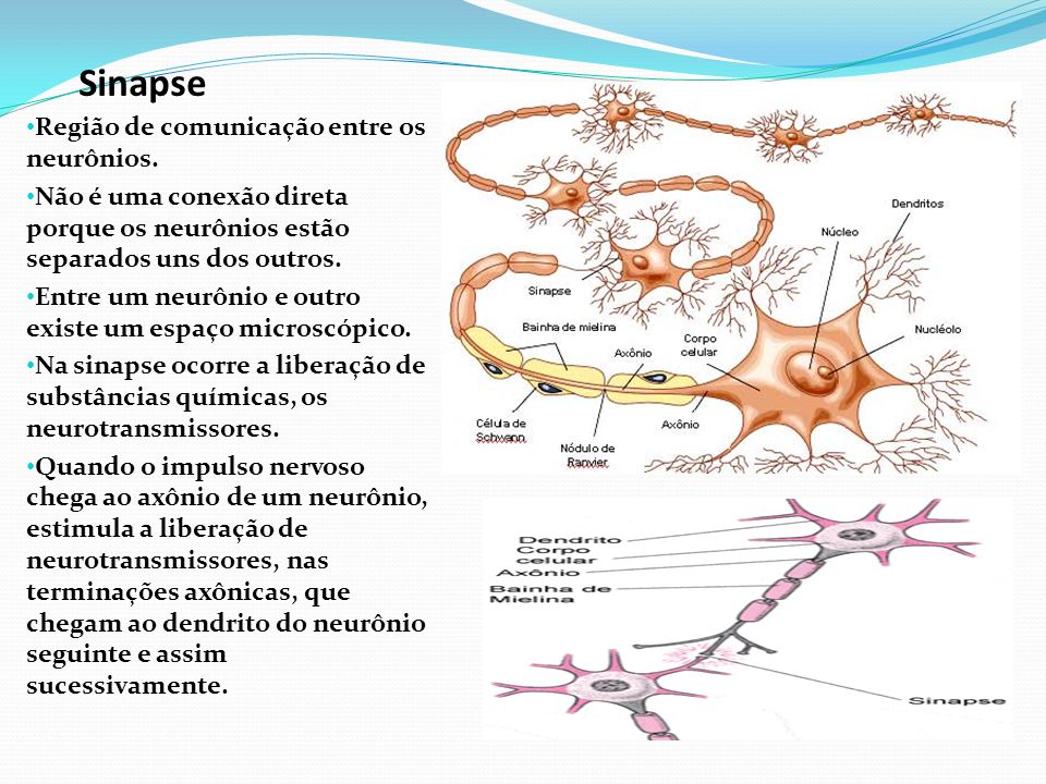Sinapse Região de comunicação entre os neurônios.
