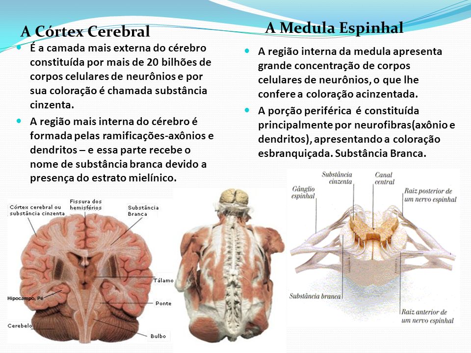 A Medula Espinhal A Córtex Cerebral