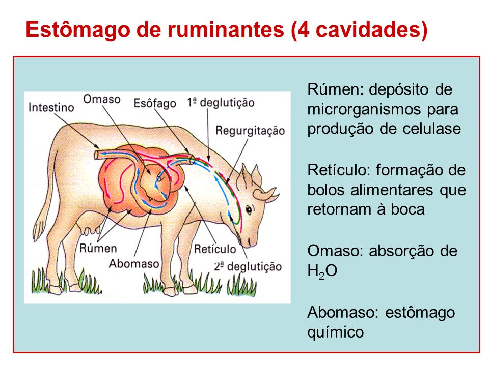 Estômago de ruminantes (4 cavidades)