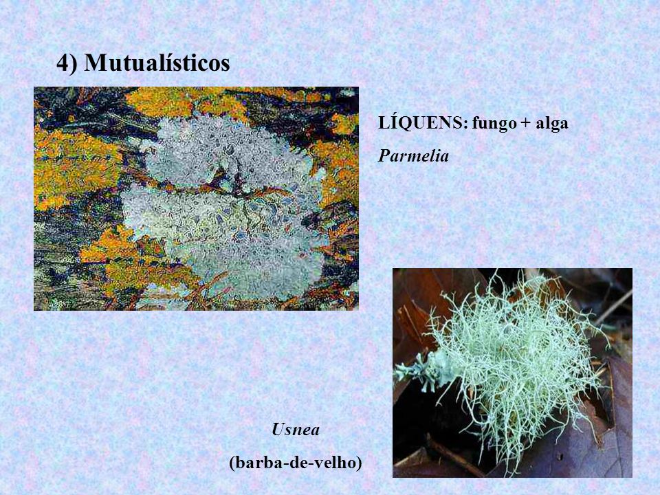 4) Mutualísticos LÍQUENS: fungo + alga Parmelia Usnea (barba-de-velho)