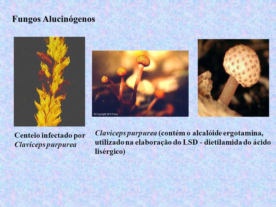 Fungos Alucinógenos Claviceps purpurea (contém o alcalóide ergotamina, utilizado na elaboração do LSD - dietilamida do ácido lisérgico)