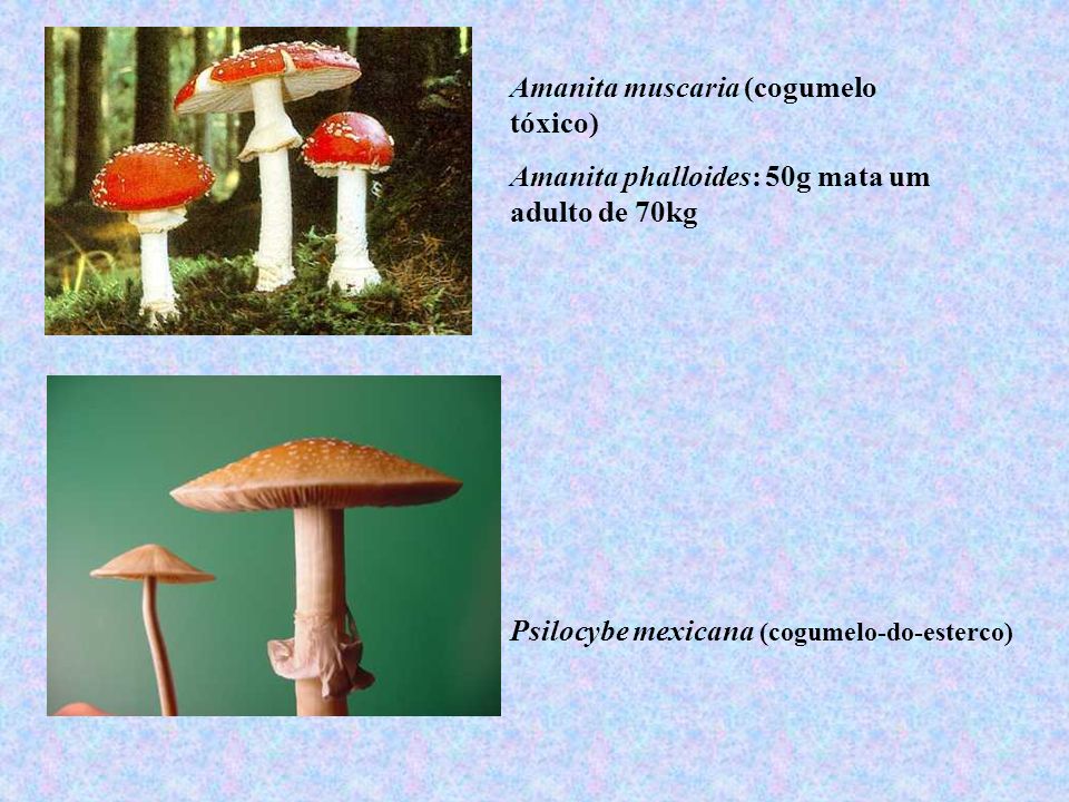 Amanita muscaria (cogumelo tóxico)