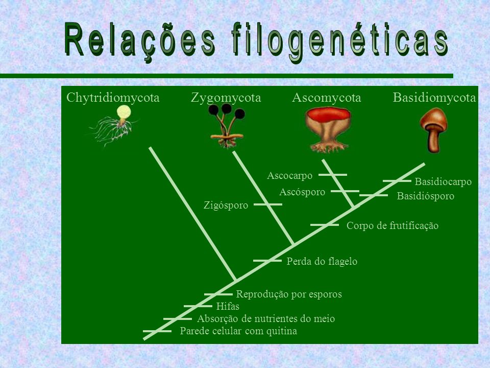 Relações filogenéticas