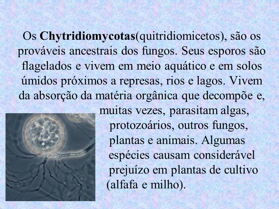 Os Chytridiomycotas(quitridiomicetos), são os prováveis ancestrais dos fungos.