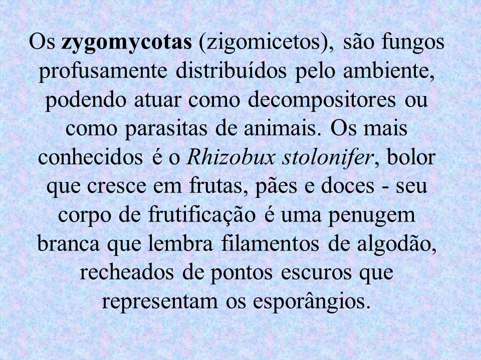 Os zygomycotas (zigomicetos), são fungos profusamente distribuídos pelo ambiente, podendo atuar como decompositores ou como parasitas de animais.