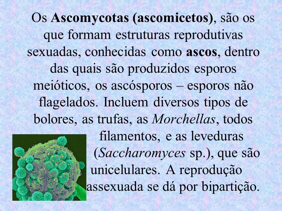 Os Ascomycotas (ascomicetos), são os que formam estruturas reprodutivas sexuadas, conhecidas como ascos, dentro das quais são produzidos esporos meióticos, os ascósporos – esporos não flagelados.